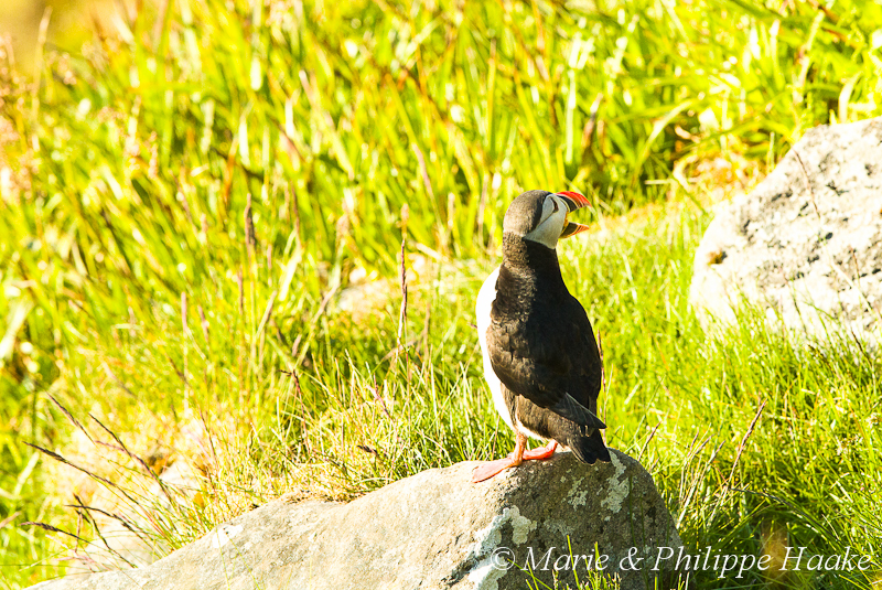 Macareux 3264.jpg - Macareux moine, Fratercula arctica, Atlantic Puffin (Norvège, juin 2012)